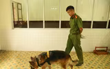 Xem cảnh khuyển tranh tài tấn công tội phạm, phát hiện ma túy, thuốc nổ